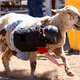 Illustration for article titled Today In Mutton Bustin